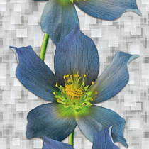 Панель ПВХ термоперевод 622 0,25х2,7м 75158